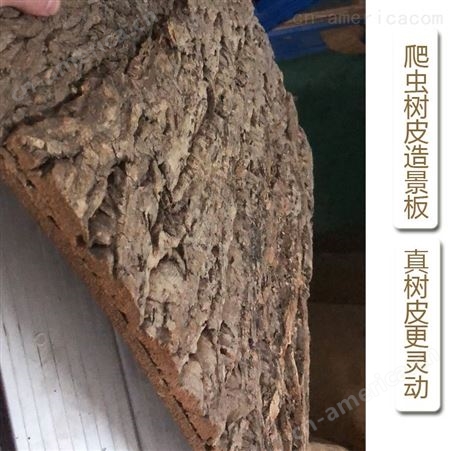 【真树皮工厂】蜥蜴园林造景香槟树皮背景板30*45cm