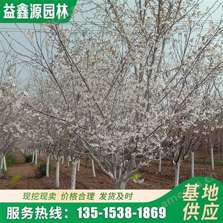 8公分日本晚樱 园林绿化冠幅好基地可现挖现发樱花树