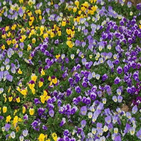 泳泽花卉 三色堇小苗 紫色花系 公园耐寒绿植 花坛种植