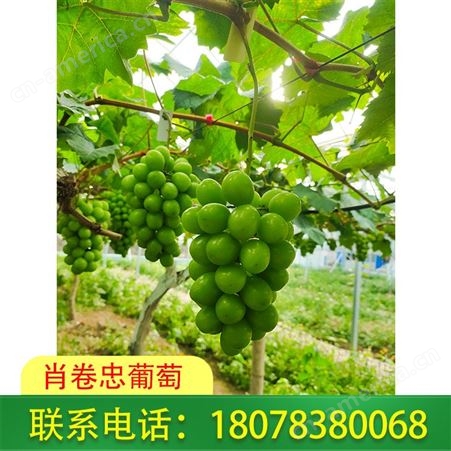 广西阳光玫瑰种植：混合装葡萄销售可发货至灌阳