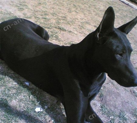 出售黑狼幼犬 大型繁育基地 纯种犬舍 可视频挑选